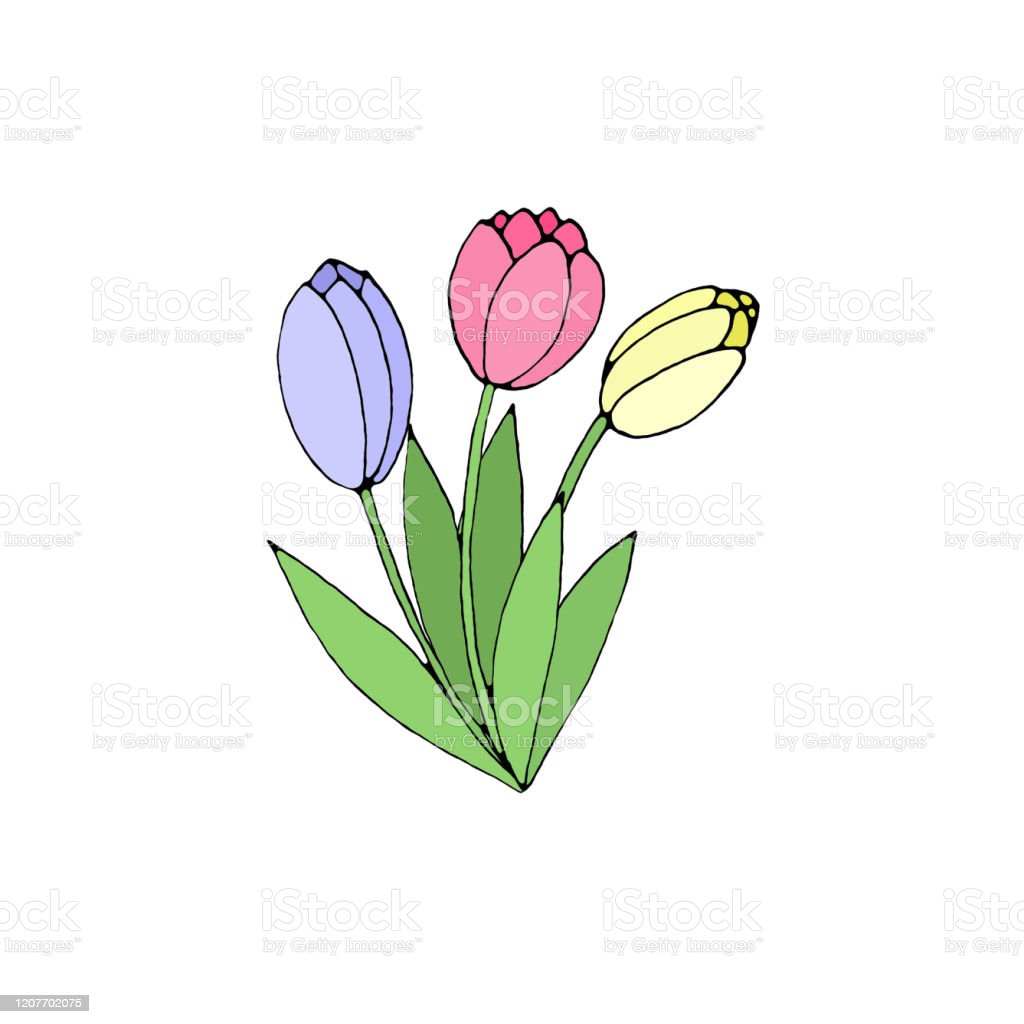 Detail Gambar Sketsa Bunga Tulip Berwarna Nomer 11