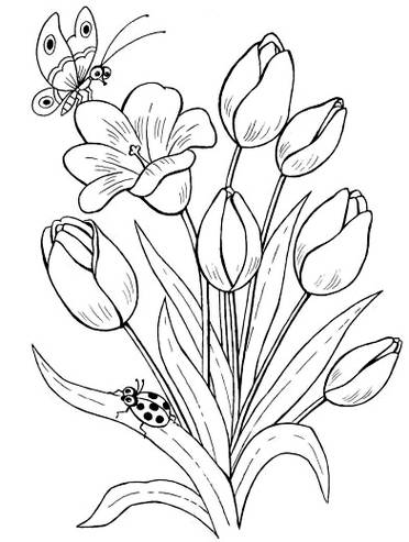 Download Gambar Sketsa Bunga Tulip Berwarna Nomer 12