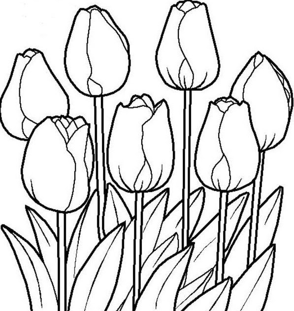 Detail Gambar Sketsa Bunga Tulip Berwarna Nomer 25