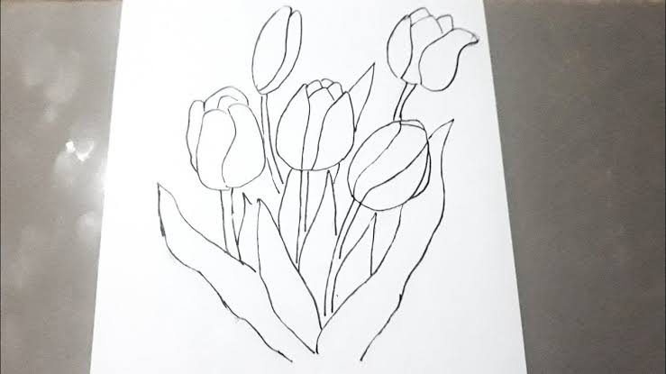 Detail Gambar Sketsa Bunga Tulip Berwarna Nomer 28