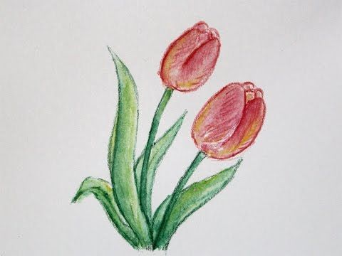 Detail Gambar Sketsa Bunga Tulip Berwarna Nomer 4