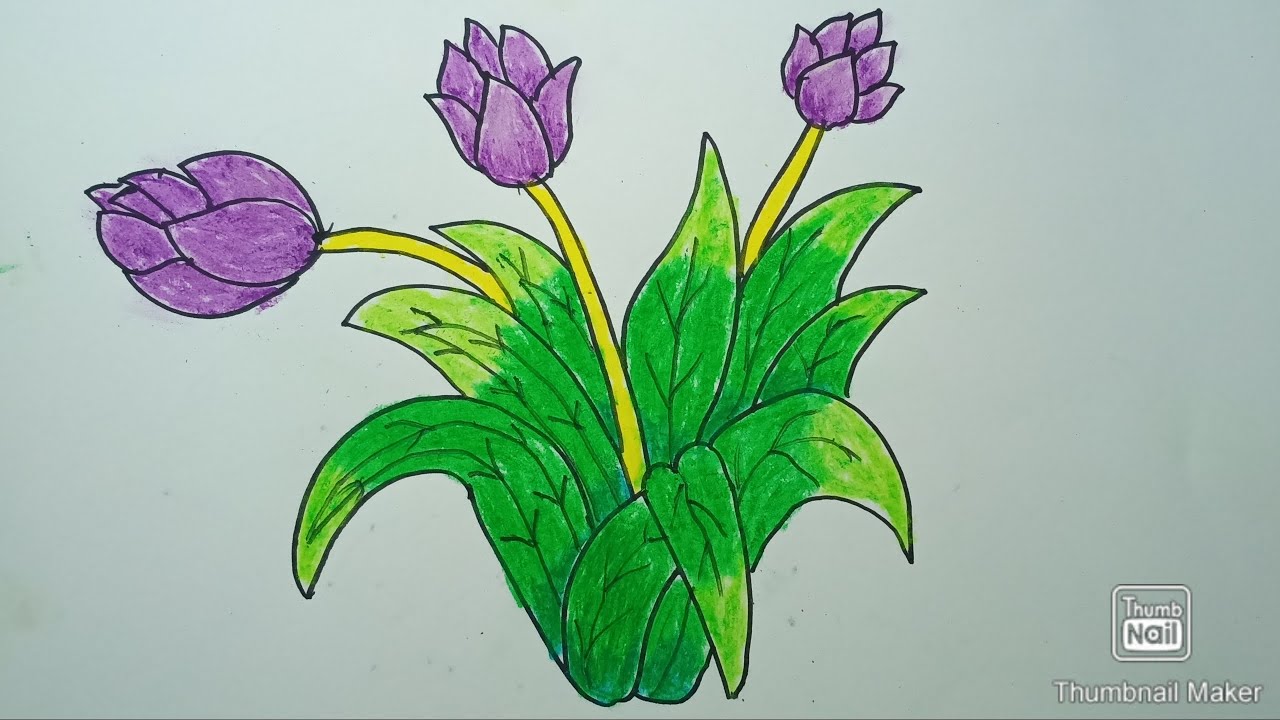 Detail Gambar Sketsa Bunga Tulip Berwarna Nomer 34