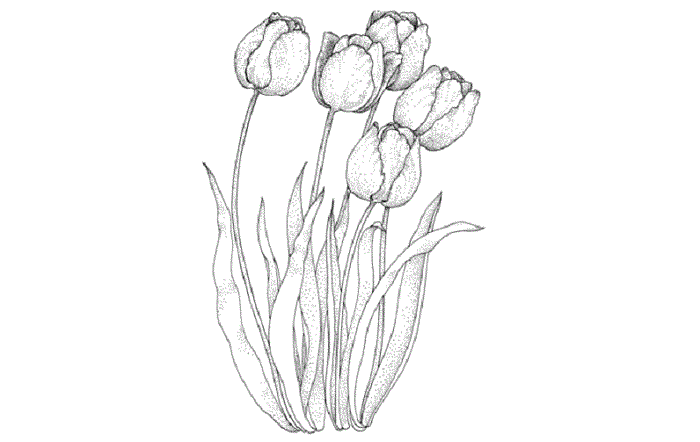 Detail Gambar Sketsa Bunga Tulip Berwarna Nomer 43