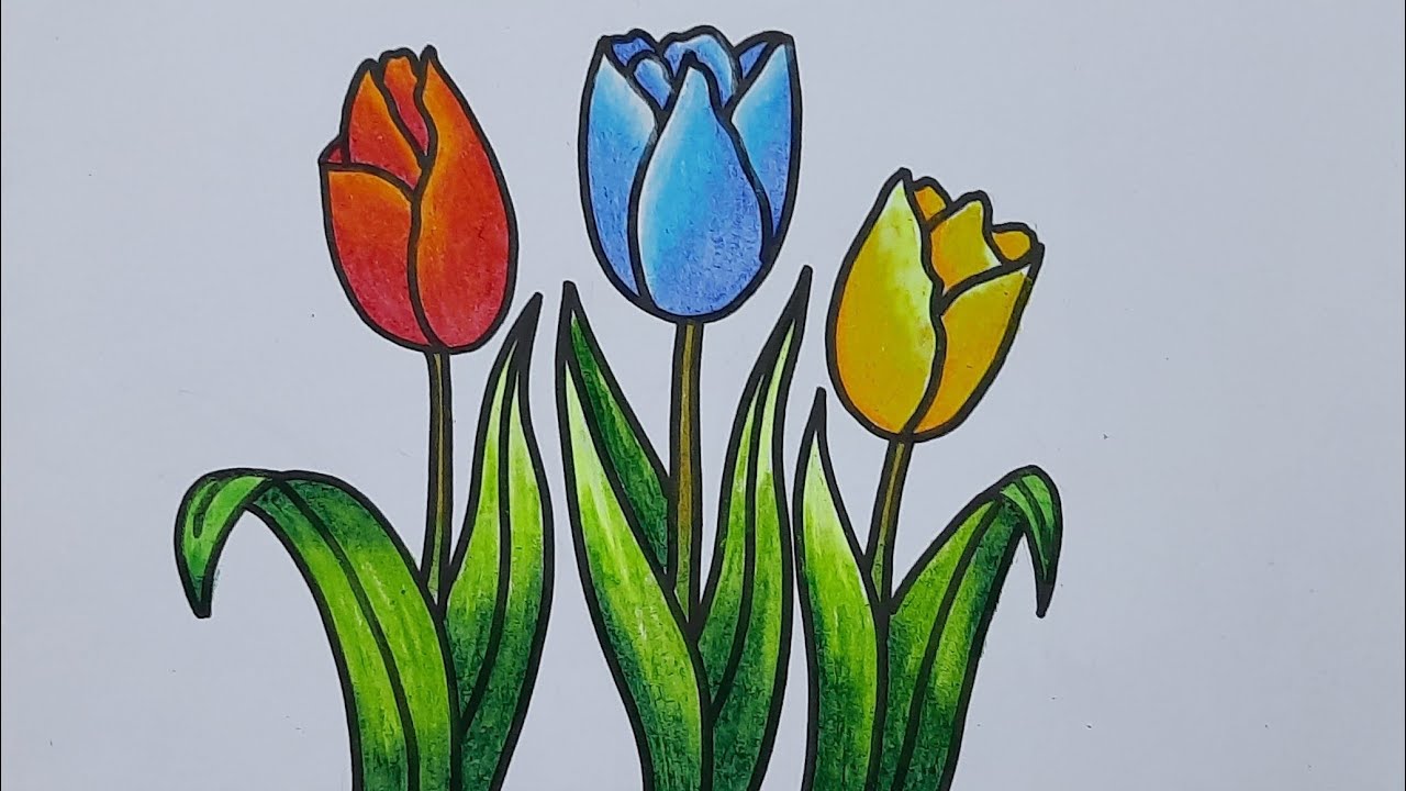 Detail Gambar Sketsa Bunga Tulip Berwarna Nomer 7