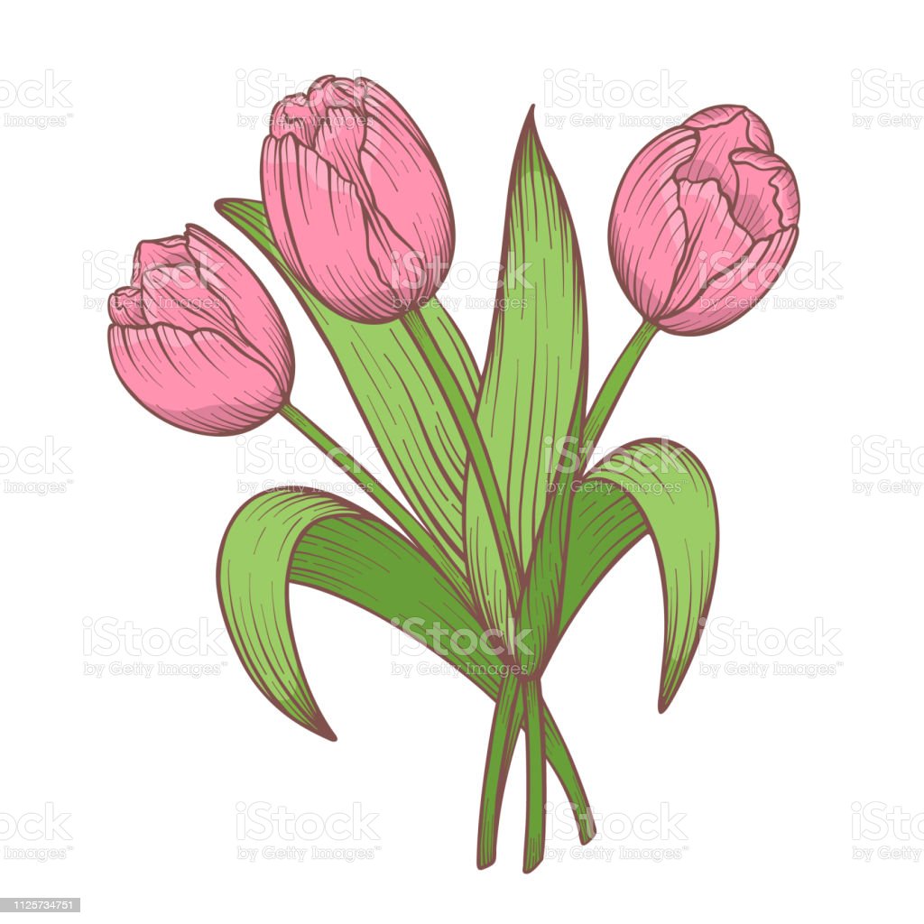 Detail Gambar Sketsa Bunga Tulip Berwarna Nomer 8