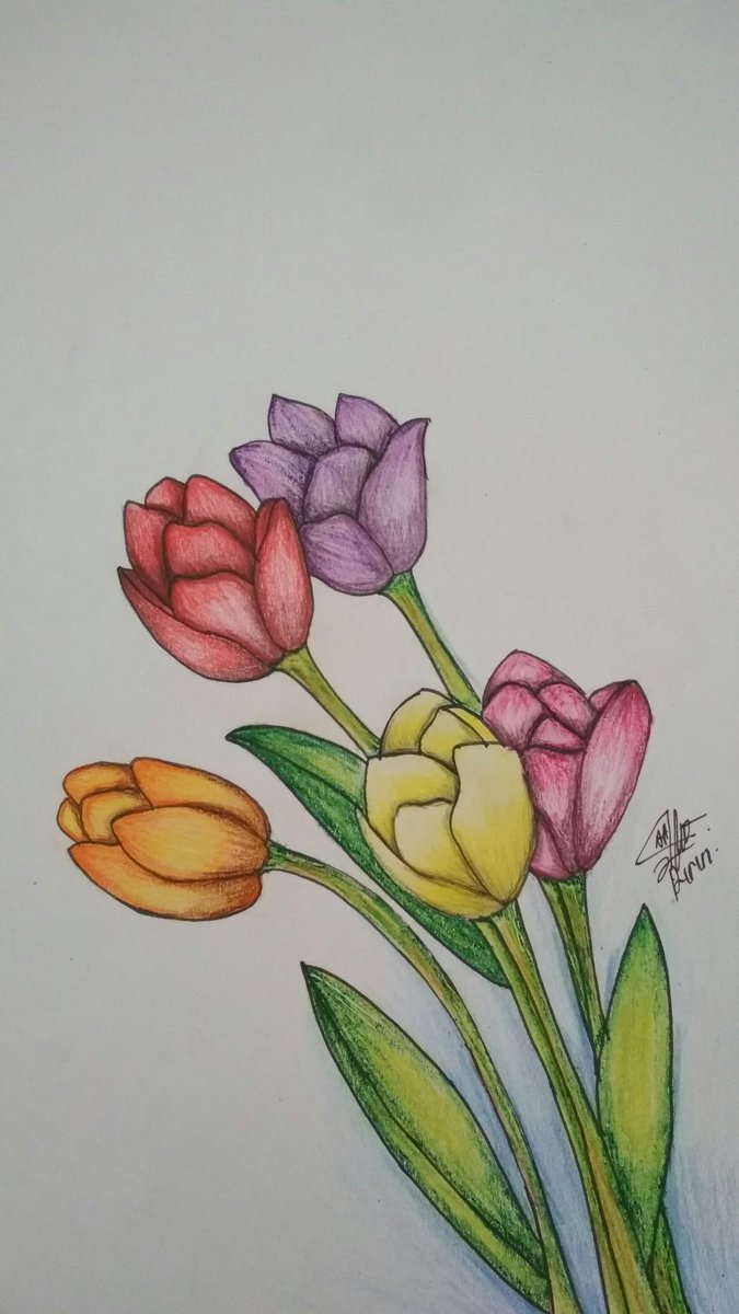 Detail Gambar Sketsa Bunga Tulip Berwarna Nomer 9