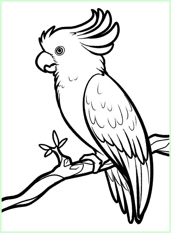 Detail Gambar Sketsa Burung Nomer 6