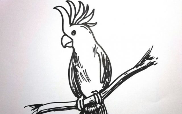 Detail Gambar Sketsa Burung Nomer 52