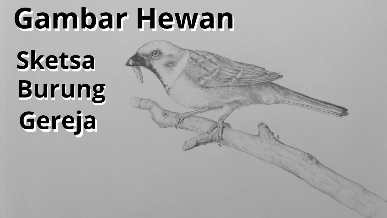Detail Gambar Sketsa Burung Nomer 54