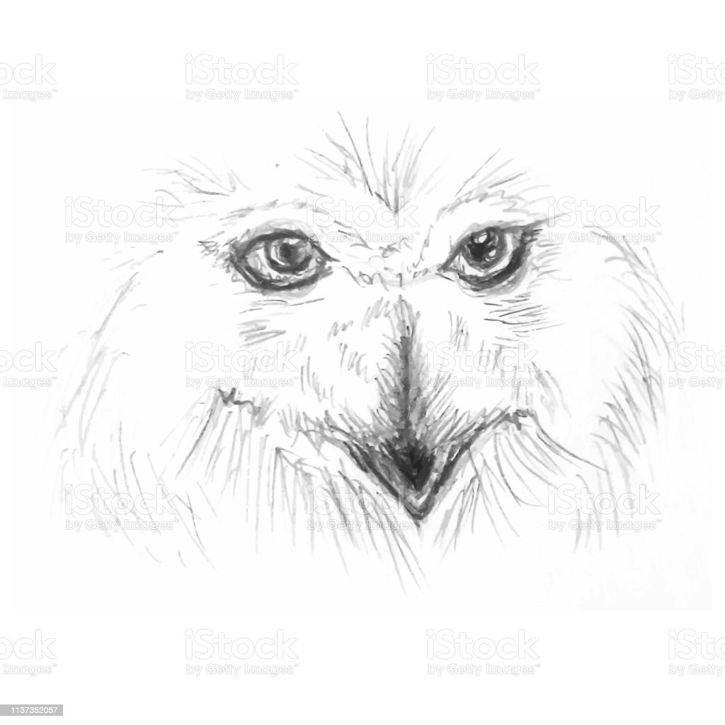 Detail Gambar Sketsa Burung Nomer 58