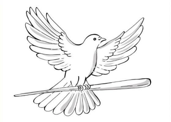 Detail Gambar Sketsa Burung Cendrawasih Dan Merak Nomer 17