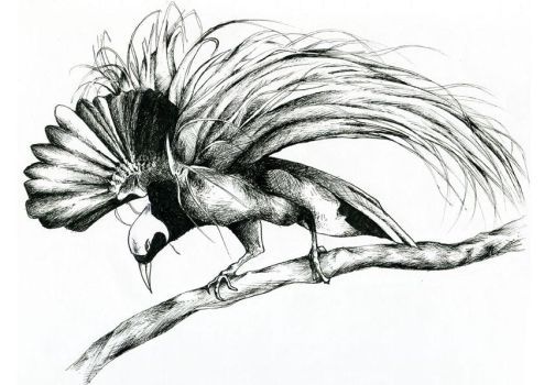 Detail Gambar Sketsa Burung Cendrawasih Dan Merak Nomer 30