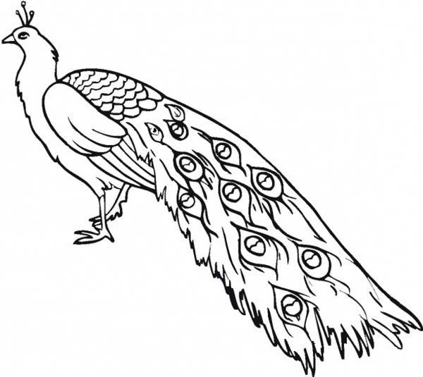 Detail Gambar Sketsa Burung Cendrawasih Dan Merak Nomer 10