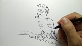 Detail Gambar Sketsa Burung Kakak Tua Nomer 8
