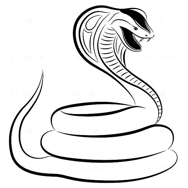 Detail Gambar Sketsa Cobra Nomer 3