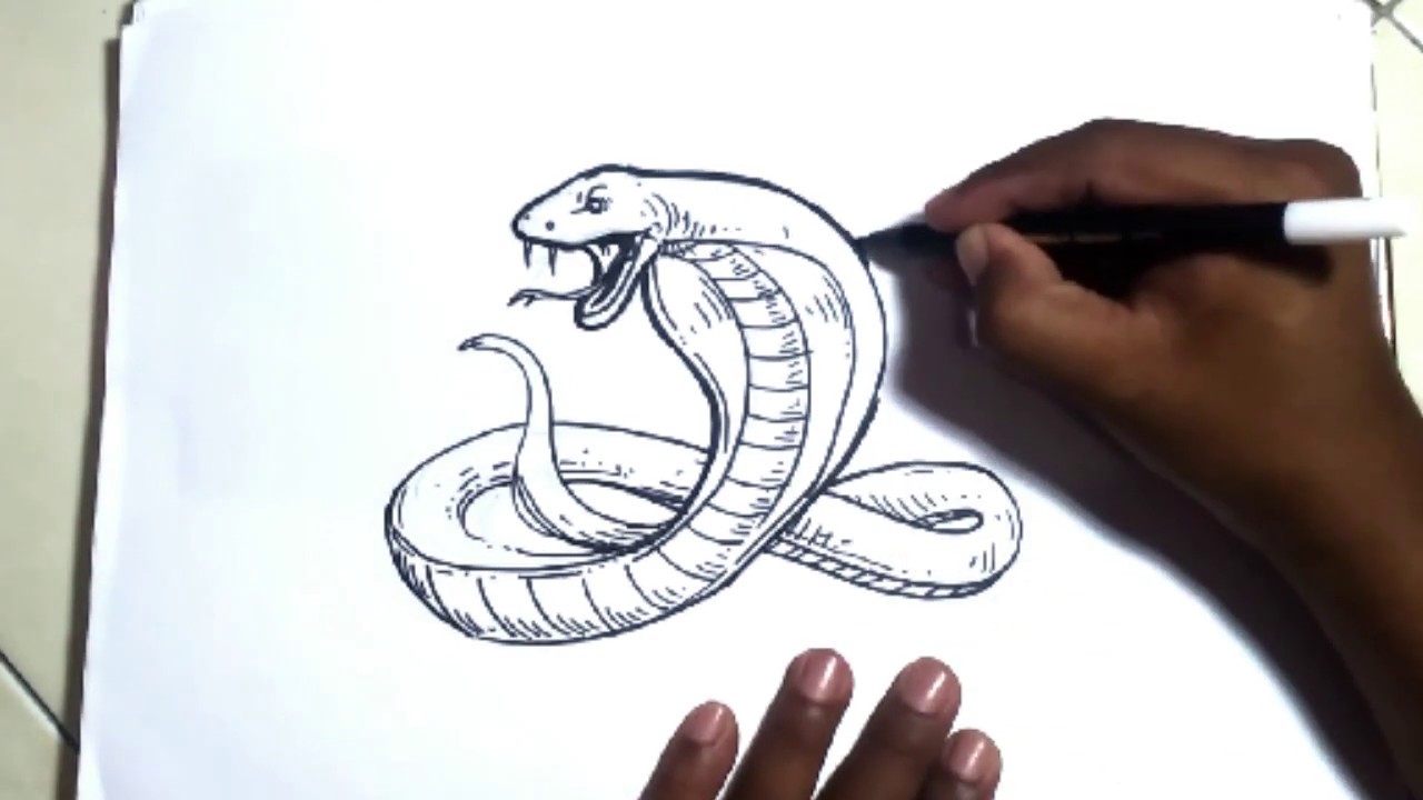 Detail Gambar Sketsa Cobra Nomer 34