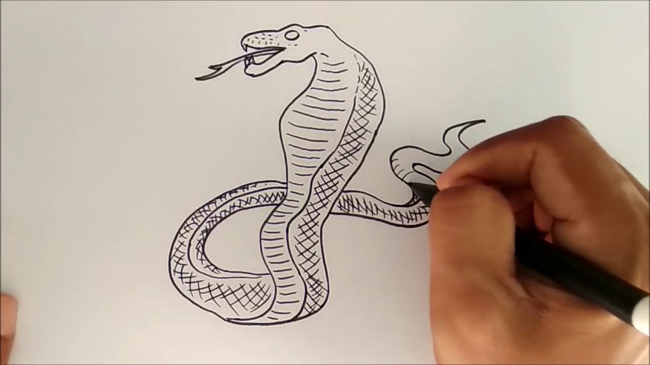 Detail Gambar Sketsa Cobra Nomer 38