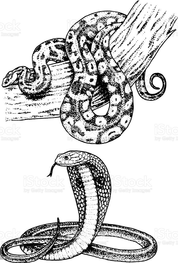 Detail Gambar Sketsa Cobra Nomer 40