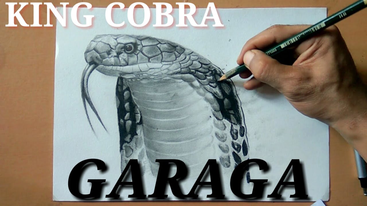 Detail Gambar Sketsa Cobra Nomer 53
