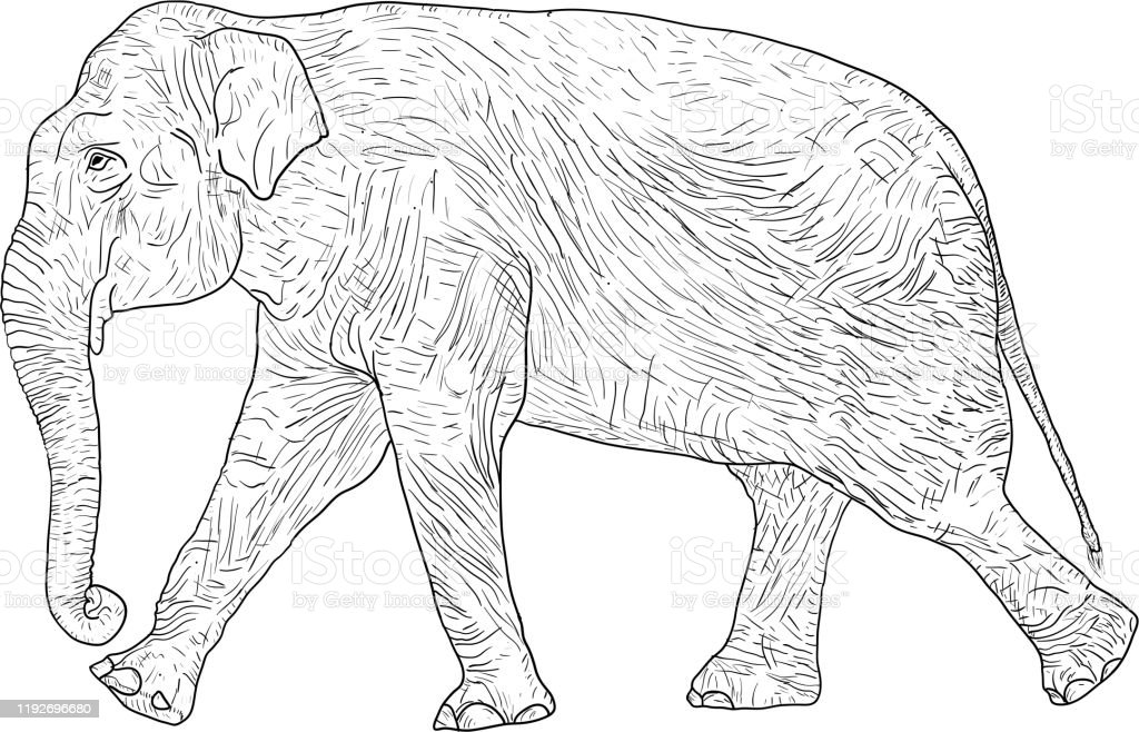 Detail Gambar Sketsa Gajah Nomer 18