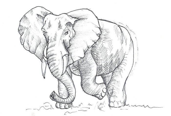 Detail Gambar Sketsa Gajah Nomer 45