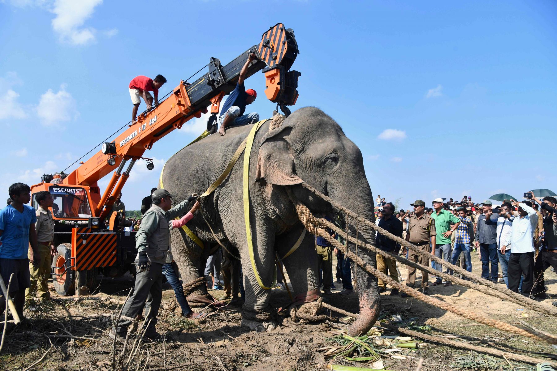 Detail Gambar Sketsa Gajah Sedang Main Bola Nomer 44