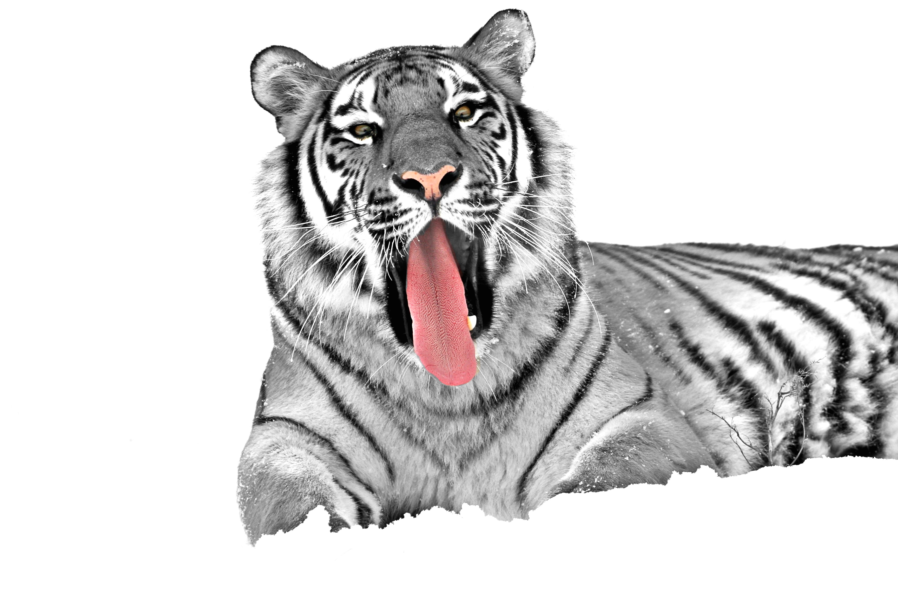 Detail Gambar Sketsa Harimau Nomer 47