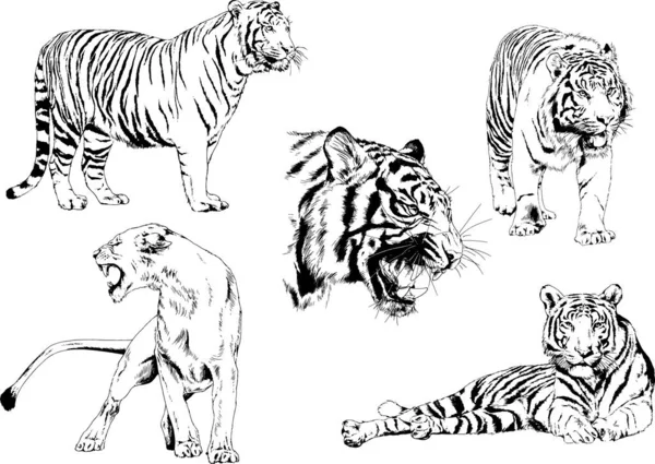 Detail Gambar Sketsa Harimau Gambar Sketsa Ular Nomer 21