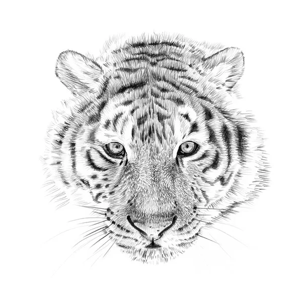 Detail Gambar Sketsa Harimau Gambar Sketsa Wajah Ayam Jago Nomer 13