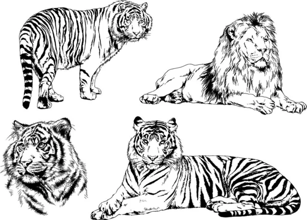 Detail Gambar Sketsa Harimau Gambar Sketsa Wajah Ayam Jago Nomer 17