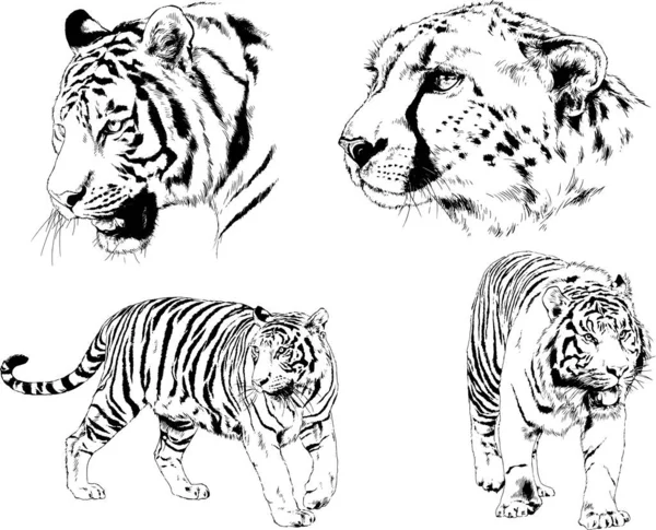 Detail Gambar Sketsa Harimau Gambar Sketsa Wajah Ayam Jago Nomer 23