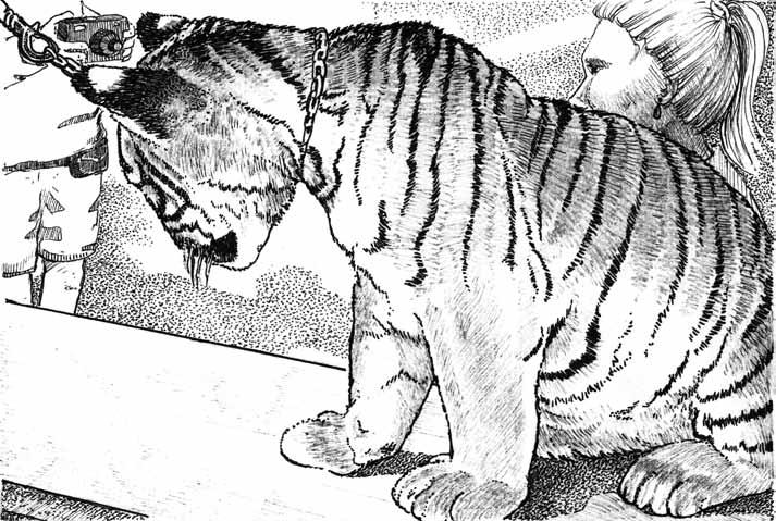 Detail Gambar Sketsa Harimau Gambar Sketsa Wajah Ayam Jago Nomer 55