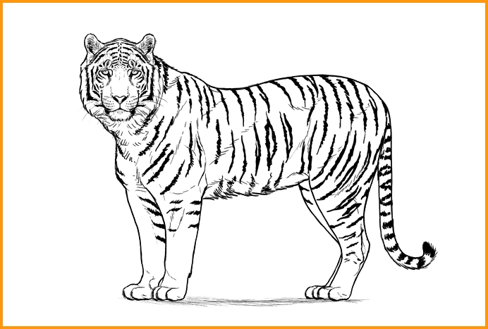 Detail Gambar Sketsa Harimau Gambar Sketsa Wajah Ayam Jago Nomer 7