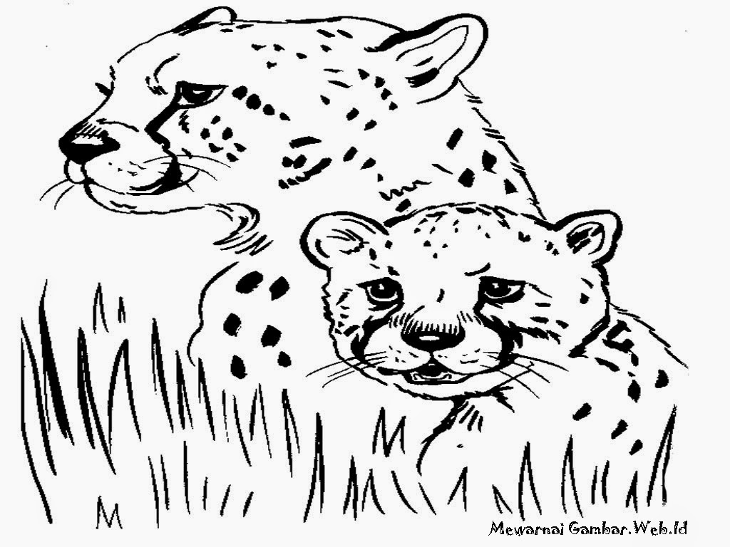 Detail Gambar Sketsa Harimau Gambar Sketsa Wajah Ayam Jago Nomer 9