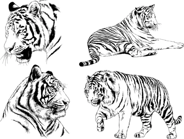 Detail Gambar Sketsa Harimau Gambar Sketsa Wajah Elang Nomer 24