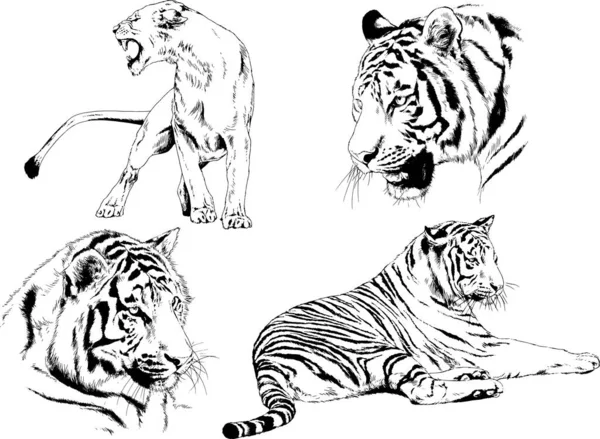 Detail Gambar Sketsa Harimau Gambar Sketsa Wajah Elang Nomer 28