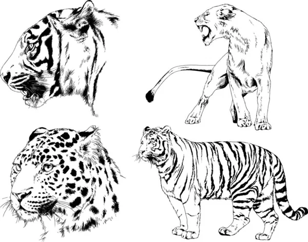 Detail Gambar Sketsa Harimau Gambar Sketsa Wajah Elang Nomer 29
