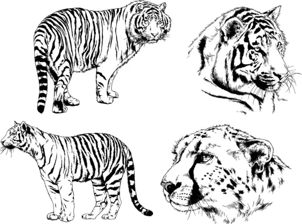 Detail Gambar Sketsa Harimau Gambar Sketsa Wajah Elang Nomer 30
