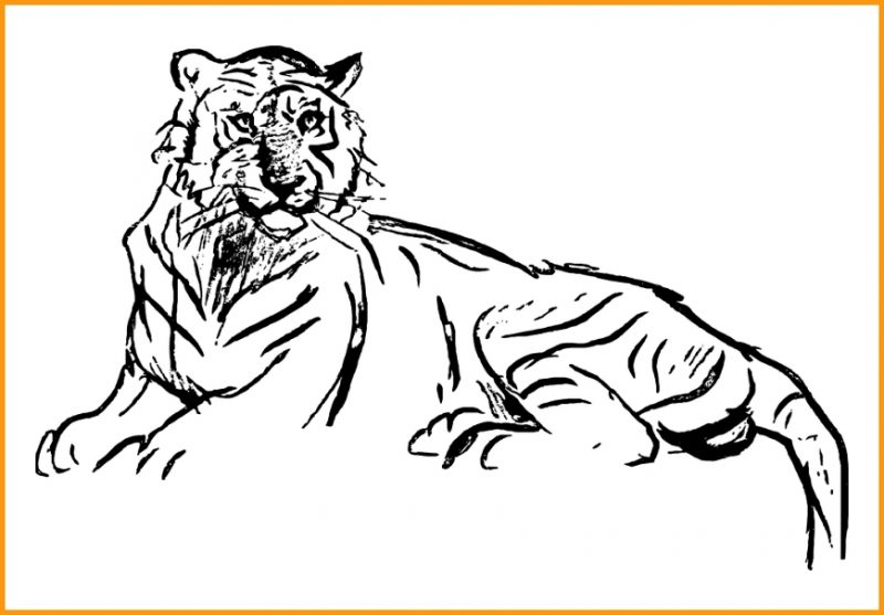Detail Gambar Sketsa Harimau Gambar Sketsa Wajah Elang Nomer 6