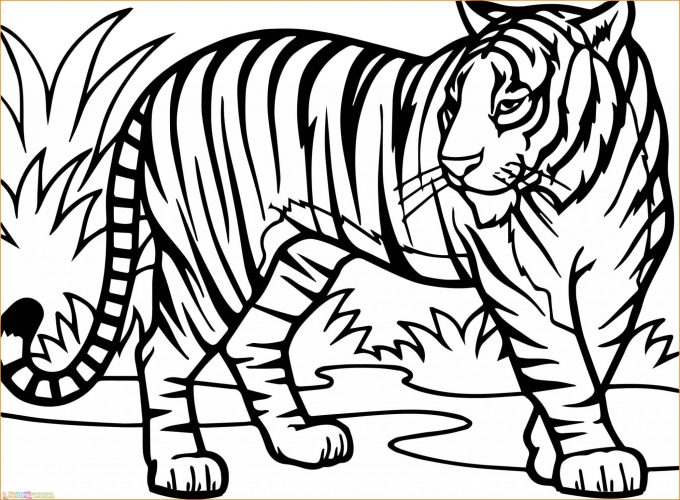 Detail Gambar Sketsa Harimau Gambar Sketsa Wajah Kucing Nomer 2
