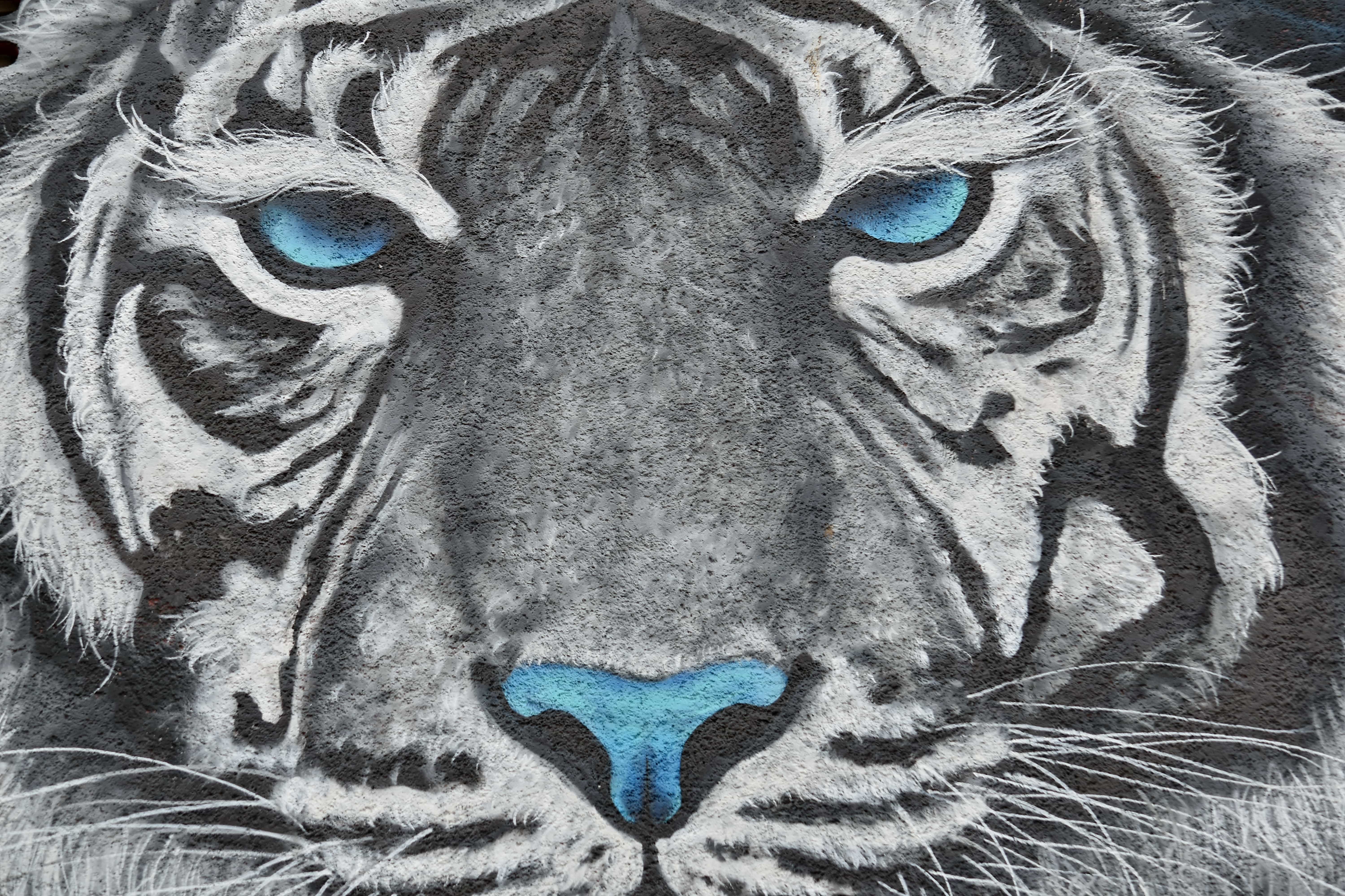 Detail Gambar Sketsa Harimau Gambar Sketsa Wajah Kucing Nomer 22
