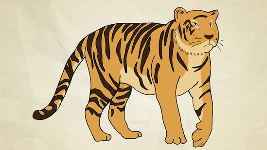 Detail Gambar Sketsa Harimau Gambar Sketsa Wajah Kucing Nomer 26