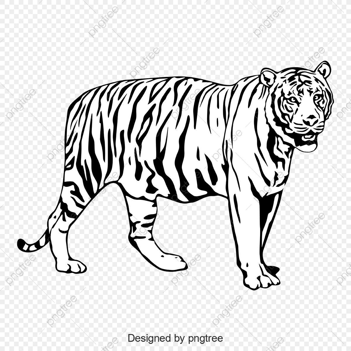 Detail Gambar Sketsa Harimau Gambar Sketsa Wajah Kucing Nomer 4