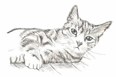 Detail Gambar Sketsa Harimau Gambar Sketsa Wajah Kucing Nomer 41