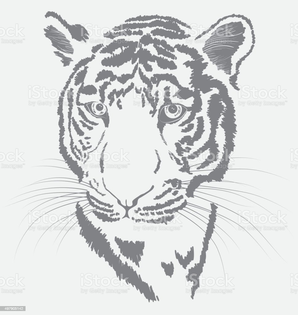 Detail Gambar Sketsa Harimau Gambar Sketsa Wajah Kucing Nomer 6
