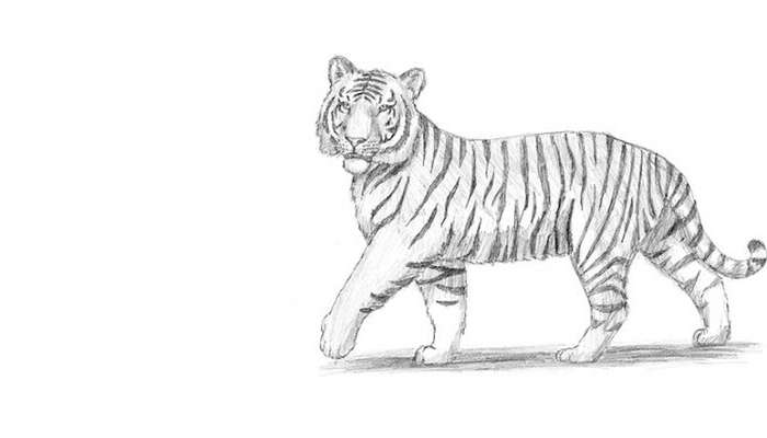 Detail Gambar Sketsa Harimau Keren Nomer 12