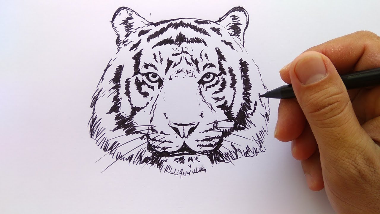 Detail Gambar Sketsa Harimau Keren Nomer 13