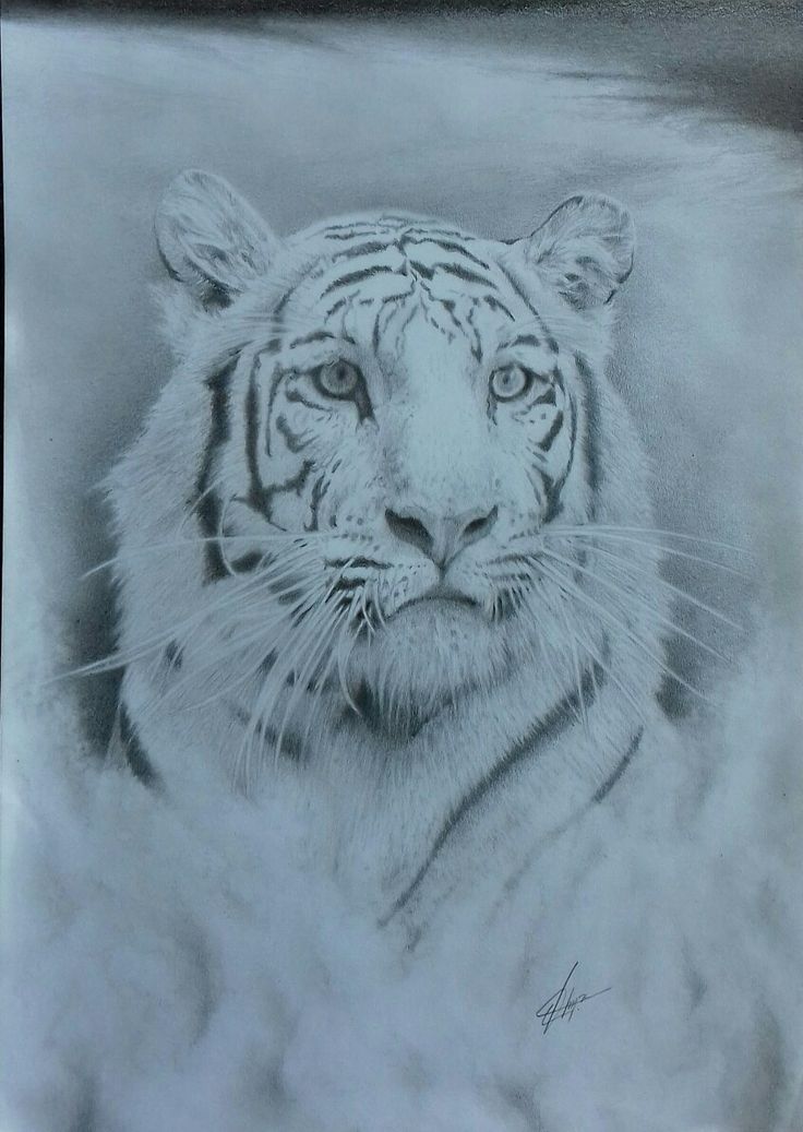 Detail Gambar Sketsa Harimau Keren Nomer 46