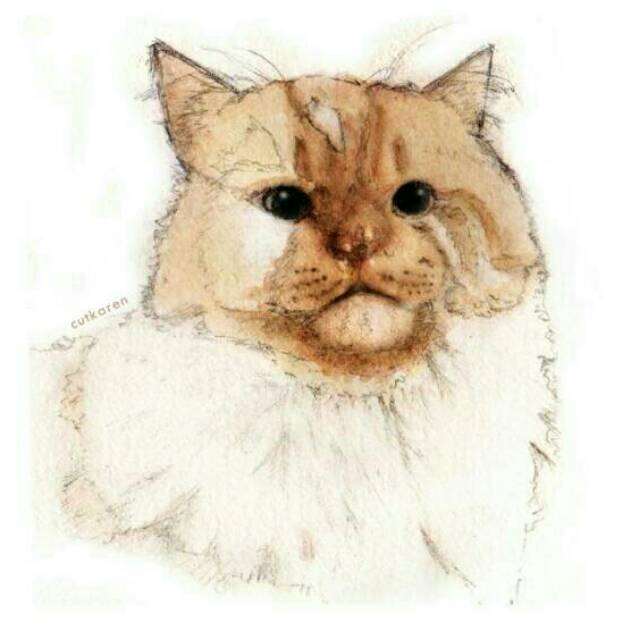 Detail Gambar Sketsa Hewan Kucing Nomer 28