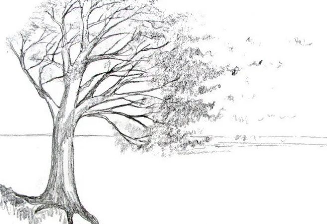 Detail Gambar Sketsa Hutan Nomer 25